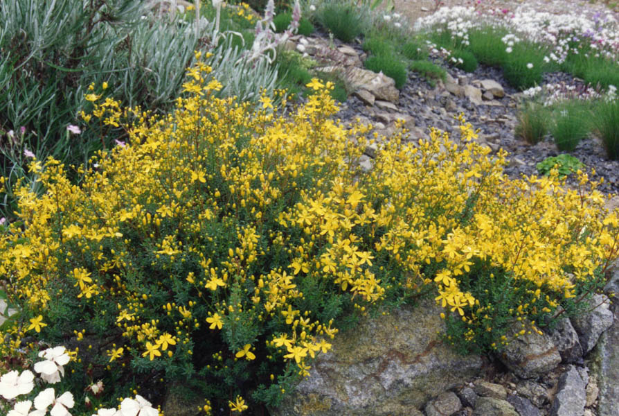 Hypericum empetrifolium ssp oliganthum en fleurs sur pentes calcaires ensoleillées